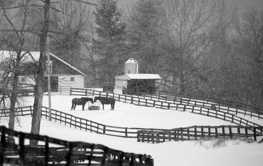 Horse in a pasture on a farm