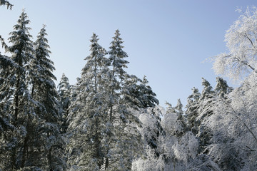 Ice covered trees after early winter storm