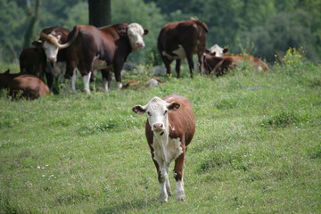 Cows in Pasture in Upstate NY USA