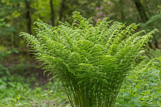 a large bush of male fern (Dryopteris filix-mas) in the forest