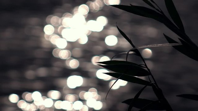 Amazing slow motion of waving willow branch close up on defocused ripple water surface with low sun reflection. Lyric beautiful contrast background. Romantic vibrant scene with excellent play of light