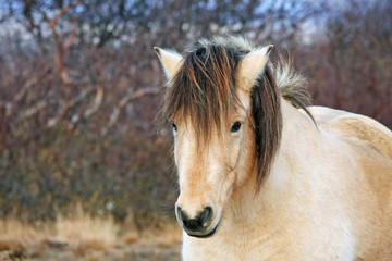 Begie icelandic horse looking at the camera
