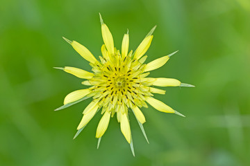 Tragopogon dubius is also known as Yellow Salsify and Yellow Goat's Beard. Tragopogon dubius flower known as western salsify, western goat's-beard, wild oysterplant, goatsbeard, common salsify