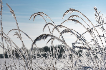 Hoarfrost on dry grass in winter time.