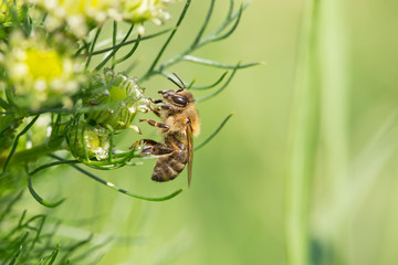A closeup portrait of a honey bee sitting on a green plant. Honey bee closeup on a flower. Beautiful resting bee close up. Detailed and sharp macro shot. Highly detailed macro of a bee.