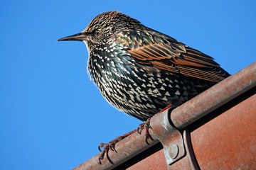 Portrait of the turdus iliacus behind the bluy sky