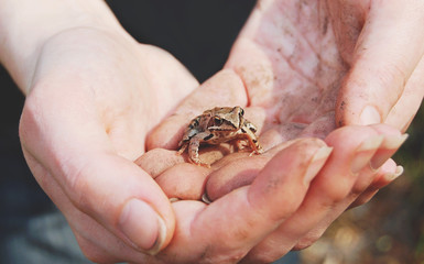 Obraz premium A person holds a little cute forest frog in her hand. Friendship between man and wild animal. Protecton and care about nature.