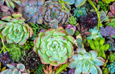 Top view of a beautiful cactus succulent, plant, various species.  