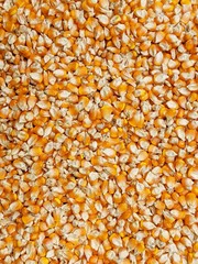 Raw corn grain background, corn seeds texture