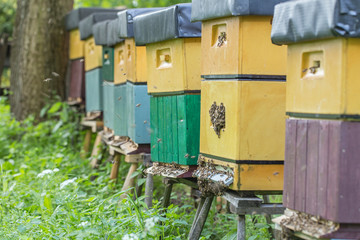 Row of wooden coloured beehives for bees. An apiary in a field among green grass with bees bringing pollen for honey in a summer day. Swarm of bees fly to beehive. 