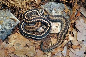 Kaukasusotter (Vipera kaznakovi) - caucasus viper