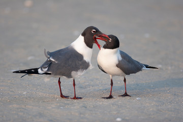 Laughing Gulls on a Florida Beach