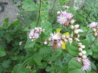 Common vegetation of Brazilian beaches.