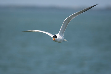 Royal Terns in Ft. De Soto Florida