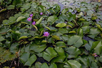 Lotus flowers in a pond at sunset
