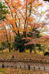 Naklejka premium Red and yellow autumn leaves during Fall season