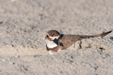 Wilson's Plover on a Florida Beach