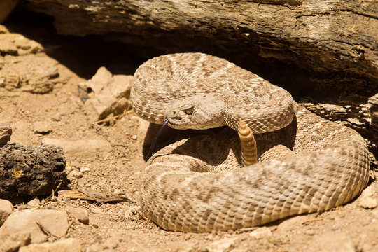 Western Diamondback Rattlesnake In Arizona