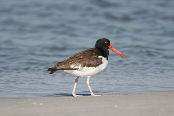 American Oystercatcher on a Florida Beach