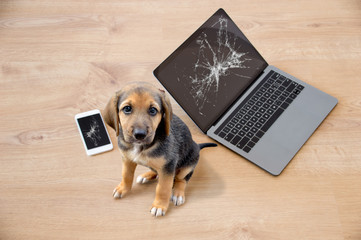 Bad dog sitting on the torn pieces of laptop and phone