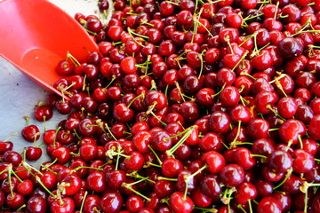 Fresh organic cherries at a farmers market