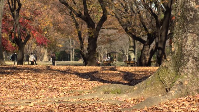 SHIBUYA, TOKYO, JAPAN - DECEMBER 2019 : Colorful autumn leaves or foliage on trees in autumn season. Scenery at Yoyogi park. Japanese season and nature concept.