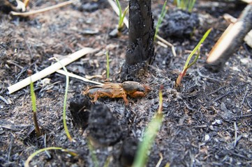 insect gryllotalpa on the ground 2