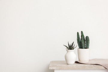 two cacti in clay vases on a vintage table on a white background