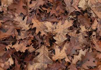 Oak leaves lie on the frozen ground. Stock Photo.