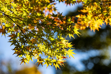 Colorful maple branch with bright color leaves during Autumn in Japan