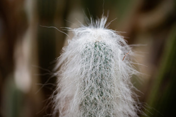 Cleistocactus samaipatanus