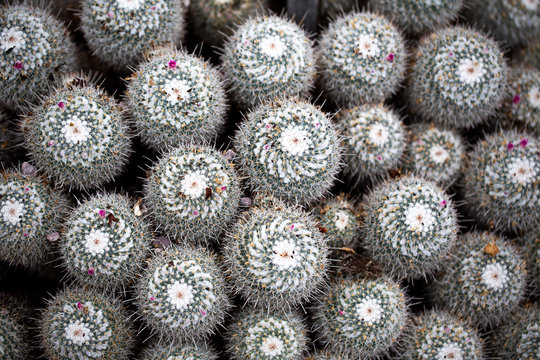 Mammillaria geminispina