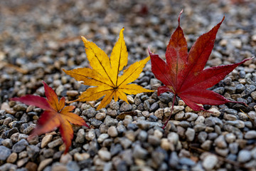 Red and yellow autumn leaves during Fall season