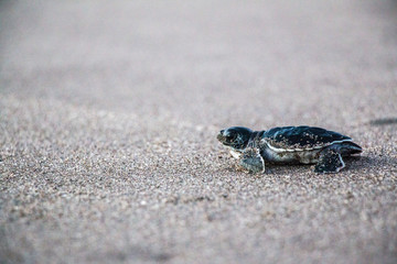 Tortuga Prieta