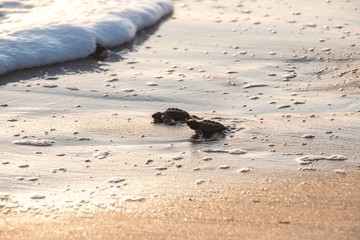 Tortugas golfinas 