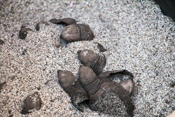 Tortuga Golfina 