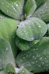 Water droplet on leaf
