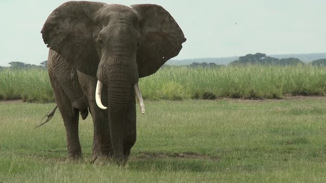 African Elephant (Loxodonta africana) bull sauntering past, Amboseli N.P., Kenya