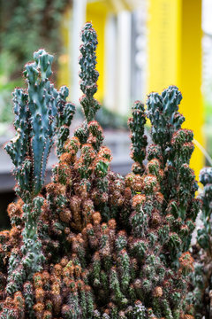 Felsenkaktus Monstrosus Cereus peruvianus
