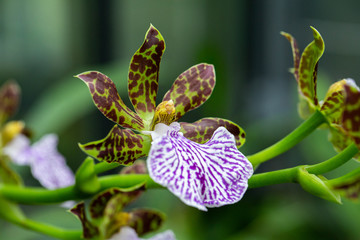 Zygopetalum maculatum