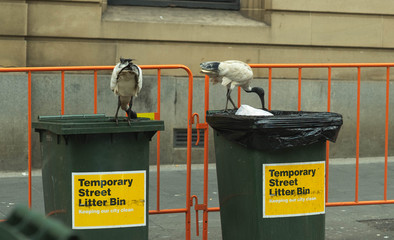 white ibis bird eating food from rubbish on floor around bins in Sydney city, Australia