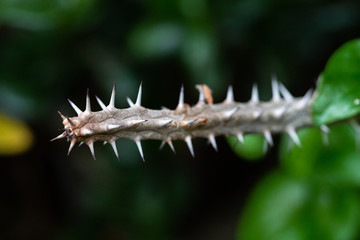 Eisenholz Argania spinosa