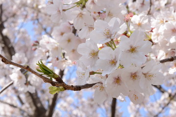 日本の春 桜 Cherry Blossom