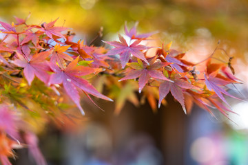 Colorful maple branch with bright color leaves during Autumn in Japan