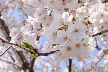 日本の春 桜 Cherry Blossom