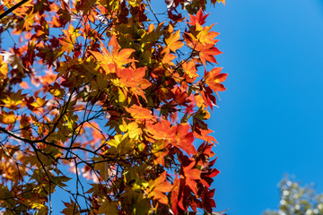 Colorful maple branch with bright color leaves during Autumn in Japan