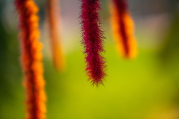 Acalypha Nesselblatt