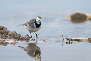 White wagtail (Motacilla alba), Greece