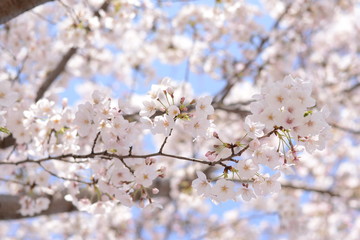 日本の春 桜 Cherry Blossom