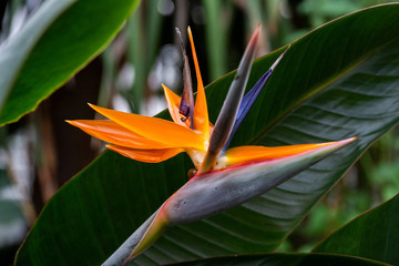 Fototapeta premium Paradiesvogelblume